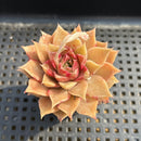 Echeveria sp. 2" Succulent Plant