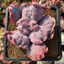 Echeveria 'Linguas' 2" Succulent Plant Cutting