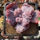 Echeveria 'Linguas' 2" Succulent Plant Cutting