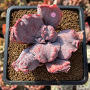 Echeveria 'Linguas' 2" Succulent Plant Cutting