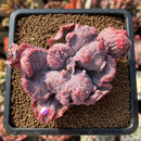 Echeveria 'Linguas' 2" Succulent Plant Cutting