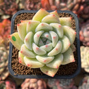 Echeveria 'Carla' 2" Succulent Plant Cutting