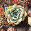 Echeveria 'Carla' 2" Succulent Plant Cutting