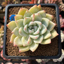 Echeveria 'Carla' 2" Succulent Plant Cutting
