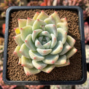Echeveria 'Carla' 2" Succulent Plant Cutting