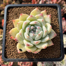Echeveria 'Carla' 2" Succulent Plant Cutting