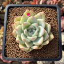 Echeveria 'Carla' 2" Succulent Plant Cutting