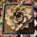 Echeveria 'Sinbi Rose' 3" Air Magic Hybrid Succulent Plant Cutting