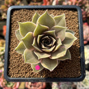 Echeveria 'Sinbi Rose' 3" Air Magic Hybrid Succulent Plant Cutting