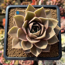 Echeveria 'Sinbi Rose' 3" Air Magic Hybrid Succulent Plant Cutting