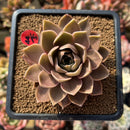 Echeveria 'Sinbi Rose' 3" Air Magic Hybrid Succulent Plant Cutting