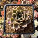 Echeveria 'Sinbi Rose' 3" Air Magic Hybrid Succulent Plant Cutting