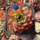 Echeveria Agavoides sp. 3" Succulent Plant Cutting