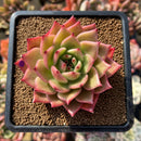 Echeveria Agavoides sp. 3" Succulent Plant Cutting