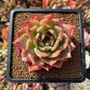 Echeveria Agavoides sp. 3" Succulent Plant Cutting