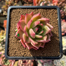 Echeveria Agavoides sp. 3" Succulent Plant Cutting