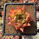 Echeveria Agavoides 'Lipstick' 2"-3" Succulent Plant Cutting