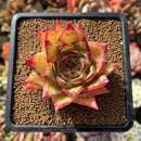 Echeveria Agavoides 'Lipstick' 2"-3" Succulent Plant Cutting