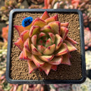 Echeveria Agavoides 'Lipstick' 2"-3" Succulent Plant Cutting