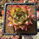 Echeveria Agavoides 'Lipstick' 2"-3" Succulent Plant Cutting