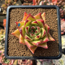 Echeveria Agavoides 'Lipstick' 2"-3" Succulent Plant Cutting