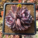 Echeveria 'Odette' 4" Succulent Plant Cutting