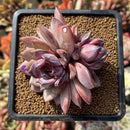 Echeveria 'Odette' 4" Succulent Plant Cutting