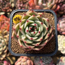 Echeveria 'Blue Dragon' Type B 2" Succulent Plant Cutting