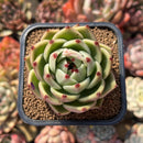 Echeveria 'Blue Dragon' Type B 2" Succulent Plant Cutting
