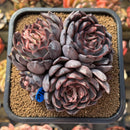 Echeveria 'Nomad' 4" Succulent Plant Cutting