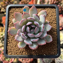 Echeveria 'Purple Light' 2"-3" Succulent Plant Cutting