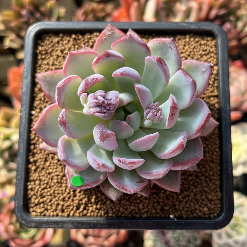 succulent plant light Echeveria 'Purple Light' 2"-3" Succulent Plant Cutting – True Succulents  Plant Co