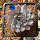 Echeveria 'Purple Light' 2"-3" Succulent Plant Cutting