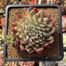Echeveria 'Crystal' Crested 2"-3" Succulent Plant Cutting