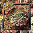 Echeveria 'Crystal' Crested 2"-3" Succulent Plant Cutting