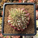 Echeveria 'Crystal' Crested 2"-3" Succulent Plant Cutting