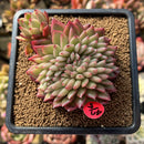 Echeveria 'Crystal' Crested 2"-3" Succulent Plant Cutting