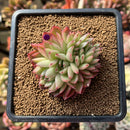 Echeveria 'Crystal' Crested 2"-3" Succulent Plant Cutting