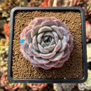 Echeveria 'Monroe' x 'Icy Green' Hybrid 3" Succulent Plant Cutting