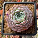 Echeveria 'Monroe' x 'Icy Green' Hybrid 3" Succulent Plant Cutting