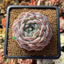 Echeveria 'Monroe' x 'Icy Green' Hybrid 3" Succulent Plant Cutting