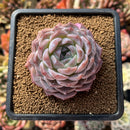 Echeveria 'Monroe' x 'Icy Green' Hybrid 3" Succulent Plant Cutting