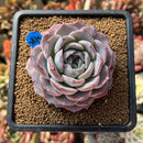 Echeveria 'Monroe' x 'Icy Green' Hybrid 3" Succulent Plant Cutting