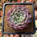 Echeveria sp. 3" Succulent Plant Cutting