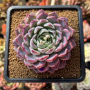 Echeveria sp. 3" Succulent Plant Cutting