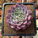 Echeveria sp. 3" Succulent Plant Cutting