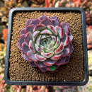 Echeveria sp. 3" Succulent Plant Cutting