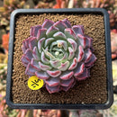 Echeveria sp. 3" Succulent Plant Cutting