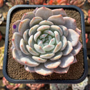 Echeveria 'Orange Monroe' 3" Succulent Plant Cutting