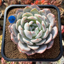 Echeveria 'Orange Monroe' 3" Succulent Plant Cutting